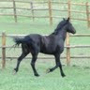 Meet your Posher, Carrie